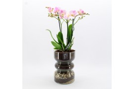 Phalaenopsis PHAL-2528RZ Phalaenopsis creatie 1 pp