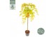 Acer palmatum cascade gold 90 cm cm stam 