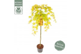Acer palmatum cascade gold 90 cm cm stam