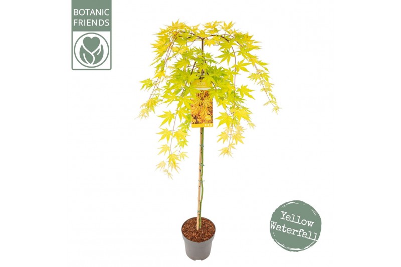 Acer palmatum cascade gold 90 cm cm stam 