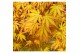 Acer palmatum cascade gold 90 cm cm stam 
