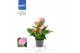 Anthurium andr. joli 