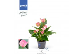 Anthurium andr. joli