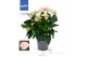 Anthurium andr. joli peach 