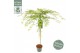 Acer palmatum emerald lace 90 cm cm stam 