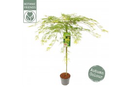 Acer palmatum emerald lace 90 cm cm stam