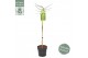 Acer palmatum emerald lace 90 cm cm stam 