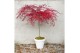 Acer palmatum emerald lace 90 cm cm stam 