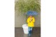 Acer palmatum emerald lace 90 cm cm stam 