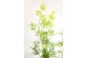 Acer palmatum emerald lace 90 cm cm stam 