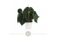 Anthurium clarinervium 