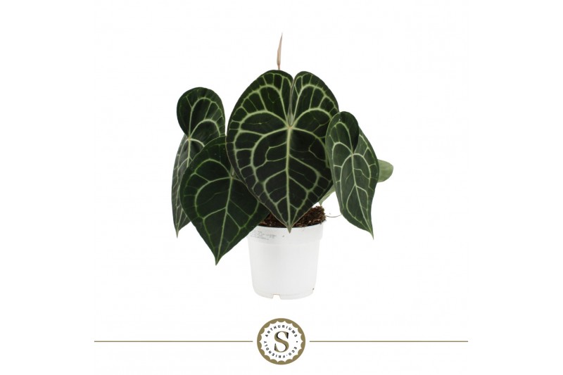 Anthurium clarinervium 