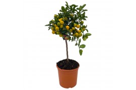 Citrus microcarpa Citrus Calamondin "op stam"