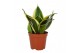 Sansevieria trifasciata hahnii Lotus 