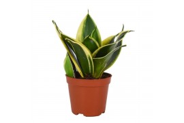 Sansevieria trifasciata hahnii Lotus