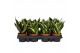 Sansevieria trifasciata hahnii Lotus 