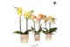 Phalaenopsis multiflora Kolibri Orchids - Yellow/Orange mix - 2 tak, 1 