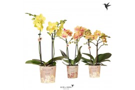 Phalaenopsis multiflora Kolibri Orchids - Yellow/Orange mix - 2 tak, 1
