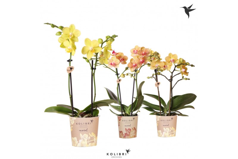 Phalaenopsis multiflora Kolibri Orchids - Yellow/Orange mix - 2 tak, 1 Phalaenopsis multiflora Kolibri Orchids - Yellow/Orange mix - 2 tak, 1