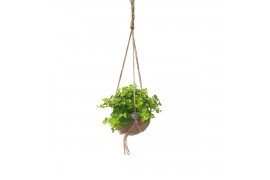 Peperomia rotundifolia Kokodama 15 cm Hanging plant mix 1 pp