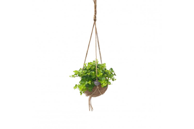 Peperomia rotundifolia Kokodama 15 cm Hanging plant mix 1 pp 