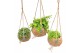 Peperomia rotundifolia Kokodama 15 cm Hanging plant mix 1 pp 