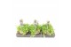 Peperomia rotundifolia Kokodama 15 cm Hanging plant mix 1 pp 