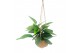 Epipremnum pinnatum marble planet Kokodama 17 cm Marble Planet 4 pp 