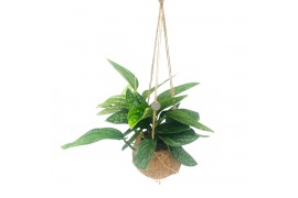Epipremnum pinnatum marble planet Kokodama 17 cm Marble Planet 4 pp