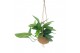 Epipremnum pinnatum marble planet Kokodama 17 cm Marble Planet 4 pp 