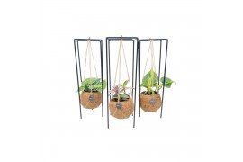 Kamerplanten mix groen Kokodama 12 cm Hanging Industrial Green mix 1 p