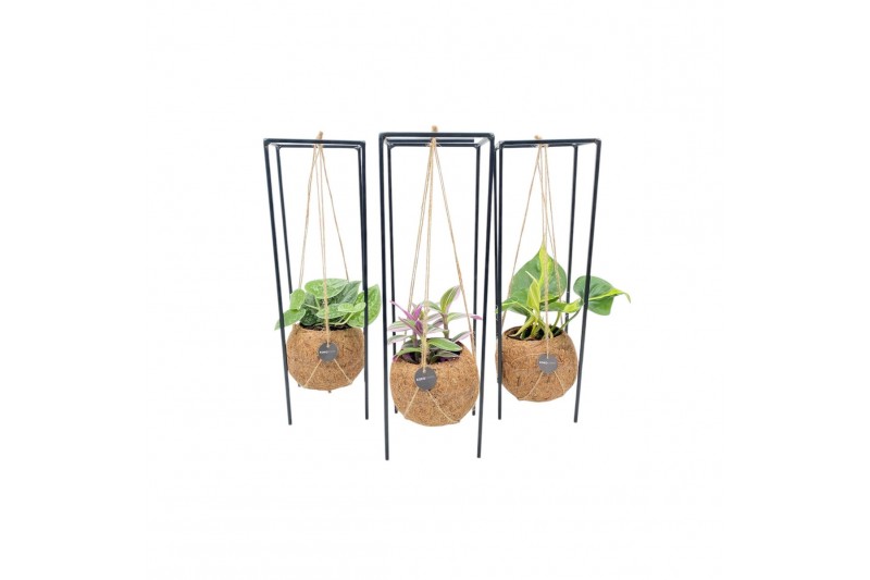 Kamerplanten mix groen Kokodama 12 cm Hanging Industrial Green mix 1 p 