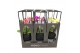 Kamerplanten mix groen Kokodama 12 cm Hanging Industrial Green mix 1 p 