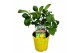 Citrus limon 