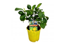 Citrus limon