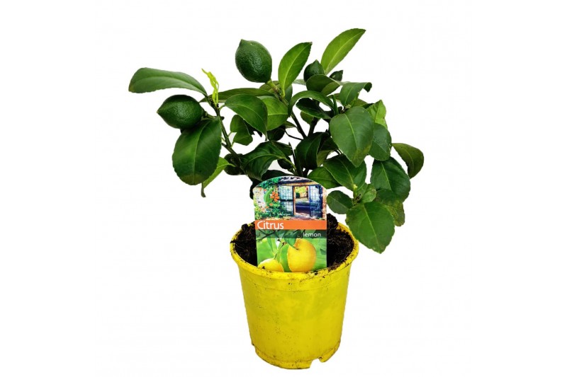 Citrus limon 