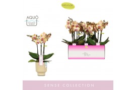 Phalaenopsis geel MyMonro Glamour 3 spike in Emilia Sand Aquo 16 bl. 3