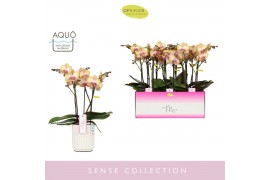 Phalaenopsis geel MyMonro Glamour 3 spike in Molise White Aquo 16 bl. 