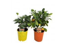 Citrus mix