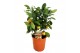 Citrofortunella microcarpa Citrus calamondin 