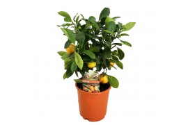 Citrofortunella microcarpa Citrus calamondin