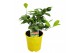 Citrus limon 