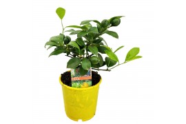 Citrus limon