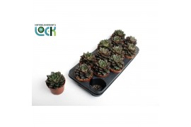 Echeveria Purpusorum,