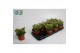 Crassula ovata sunset 