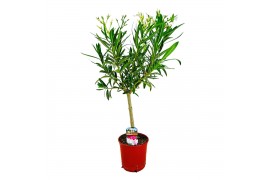 Nerium oleander 3 tak/plnt