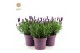 Lavandula stoechas anouk 