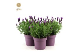 Lavandula stoechas anouk