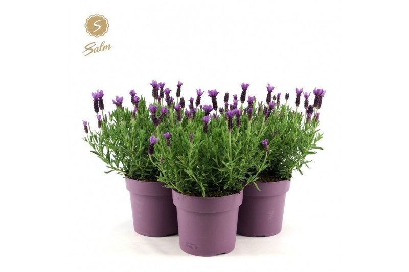 Lavandula stoechas anouk 