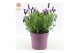 Lavandula stoechas anouk 